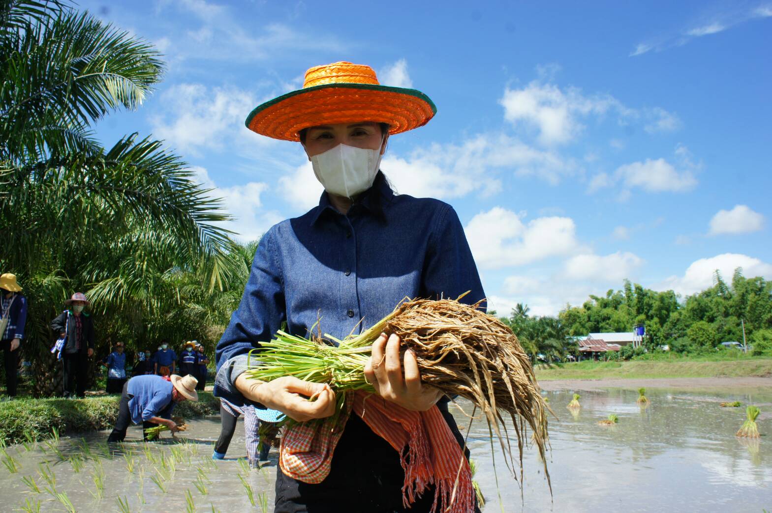  รองผู้ว่าฯยโสธรสืบสานประเพณีลงแขกดำนาย้อนวิถีดั้งเดิมเสริมสร้างเครือข่ายเกษตรอินทรีย์