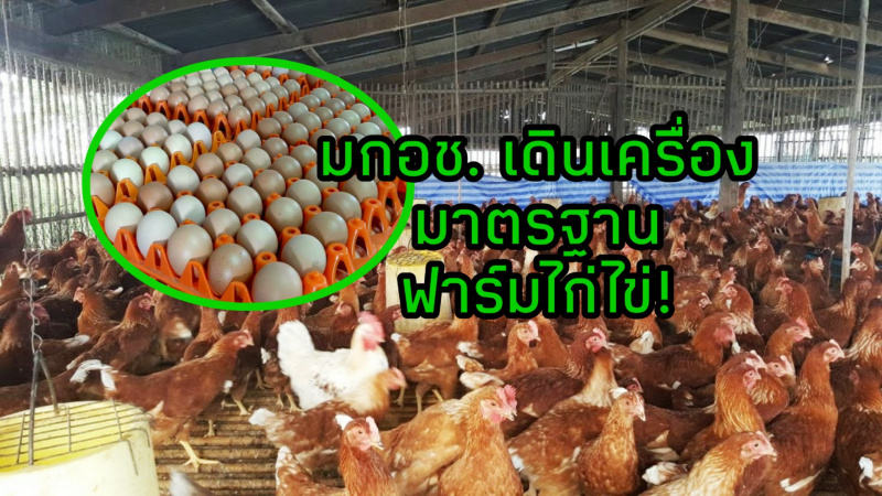 มกอช. เดินเครื่องมาตรฐานฟาร์มไก่ไข่ คุมเข้มระบบจัดการฟาร์ม ผลิตไข่ไก่ปลอดโรค 