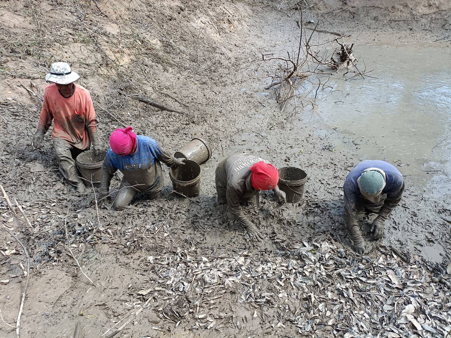 ชาวนาทุ่งกุลา รวมญาติลงแขกสูบบ่อน้ำจับปลา หลังฤดูเก็บเกี่ยว เตรียมต้อนรับญาติพี่น้องกลับบ้านฉลองปีใหม่