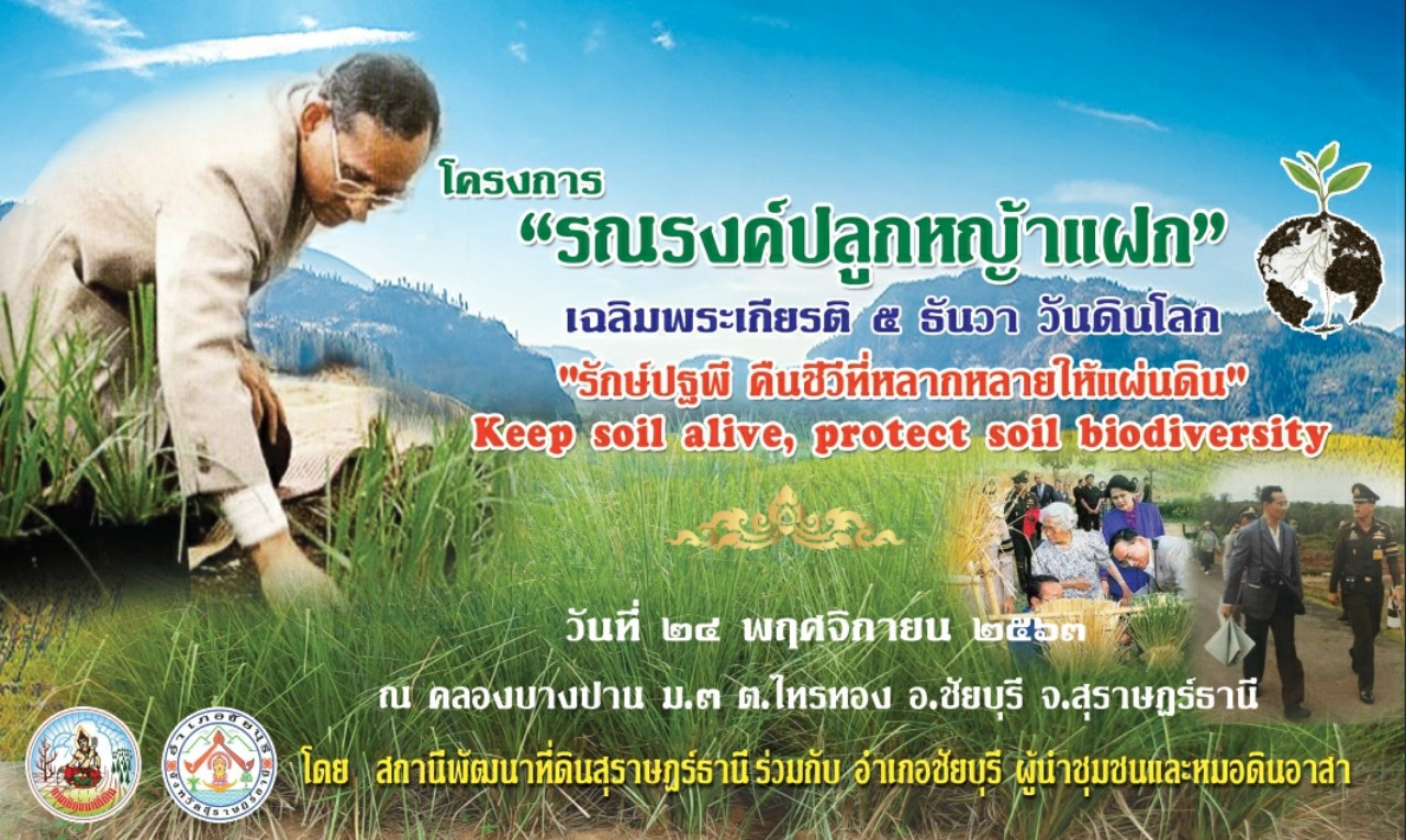 อำเภอชัยบุรี รณรงค์ปลูกหญ้าแฝกเฉลิมพระเกียรติ วันดินโลก 5 ธันวาคม