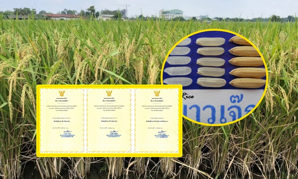กรมการข้าว งัดไม้เด็ด ประกาศรับรองข้าวพื้นนุ่มพันธุ์ใหม่ กข87 หวังกระตุ้นการส่งออกข้าวไทย
