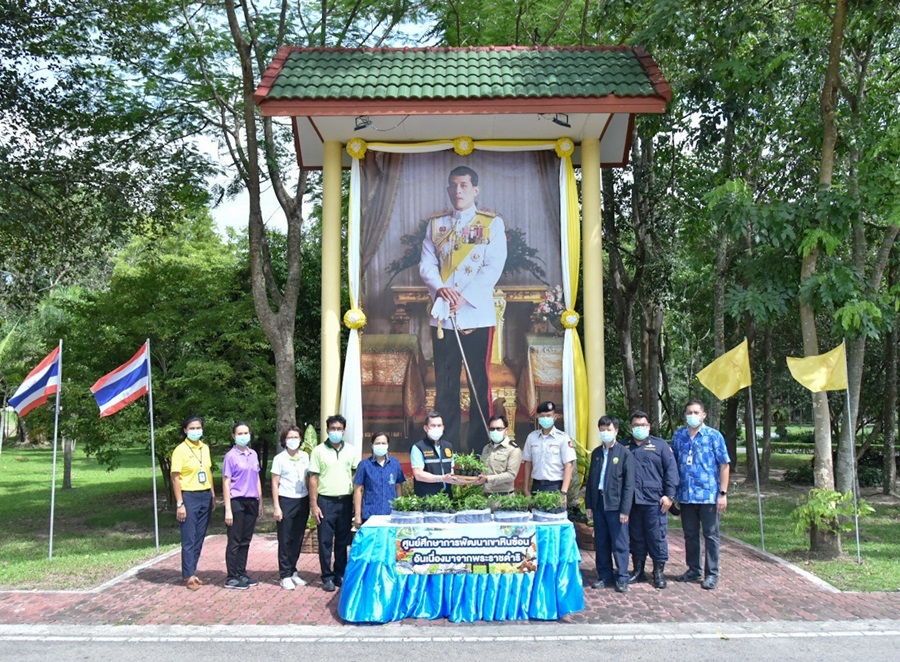 ศูนย์พัฒนาเขาหินซ้อนฯ มอบต้นกล้าฟ้าทะลายโจรให้เรือนจำกลางฉะเชิงเทราปลูก