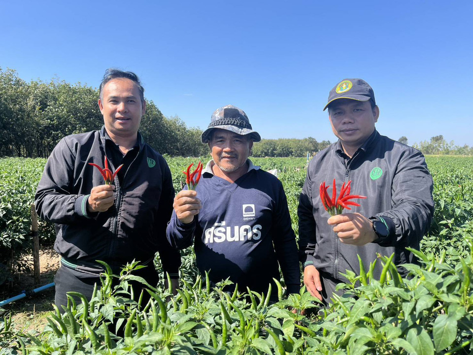 ยโสธรชู Smart Farmerปลูกพริกสร้างรายได้ต่อเนื่อง เสริมพืชหลากหลายหมุนเงินทั้งปี