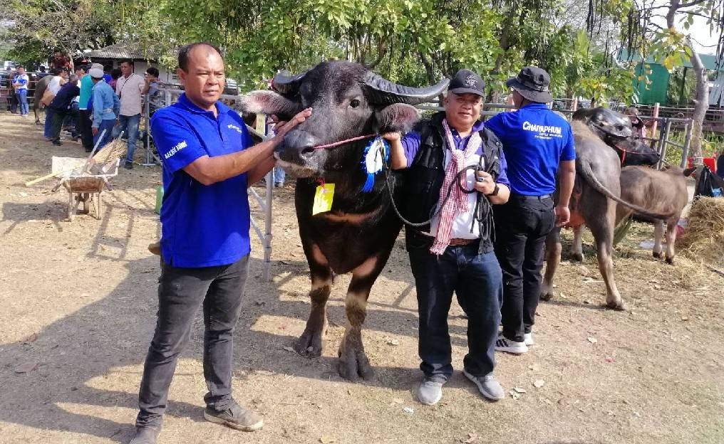 ชาวโคบาลชัยภูมิจัดประกวดกระบือ-โคเนื้อ"งานเจ้าพ่อพญาแลปี63"คึกคัก