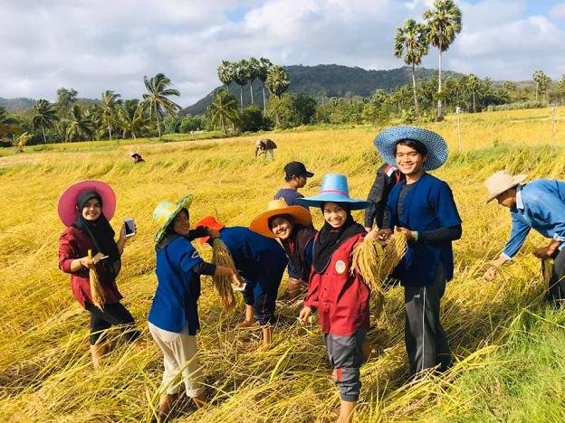 “มรภ.สงขลา” สืบสานพระบรมราโชบาย อนุรักษ์พันธุ์ข้าวพื้นเมืองเฉพาะถิ่น 