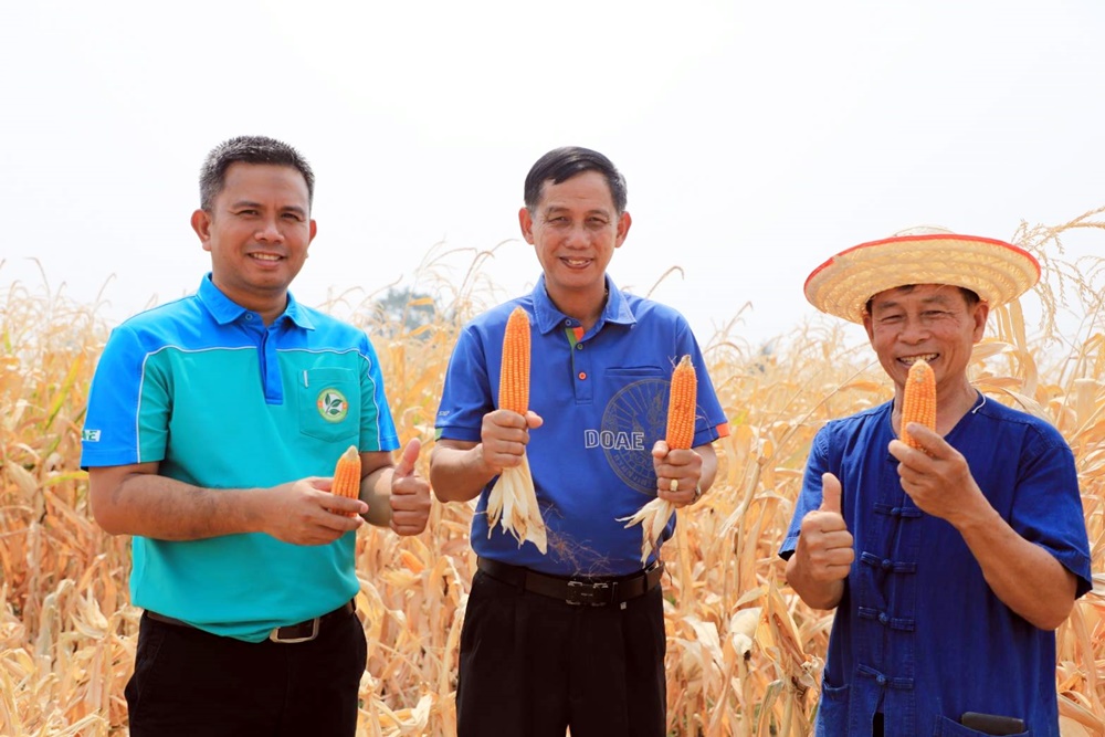 แปลงใหญ่ข้าวโพดเลี้ยงสัตว์พุแค จ.สระบุรี สร้างงาน สร้างรายได้ ชุมชนเข้มแข็ง