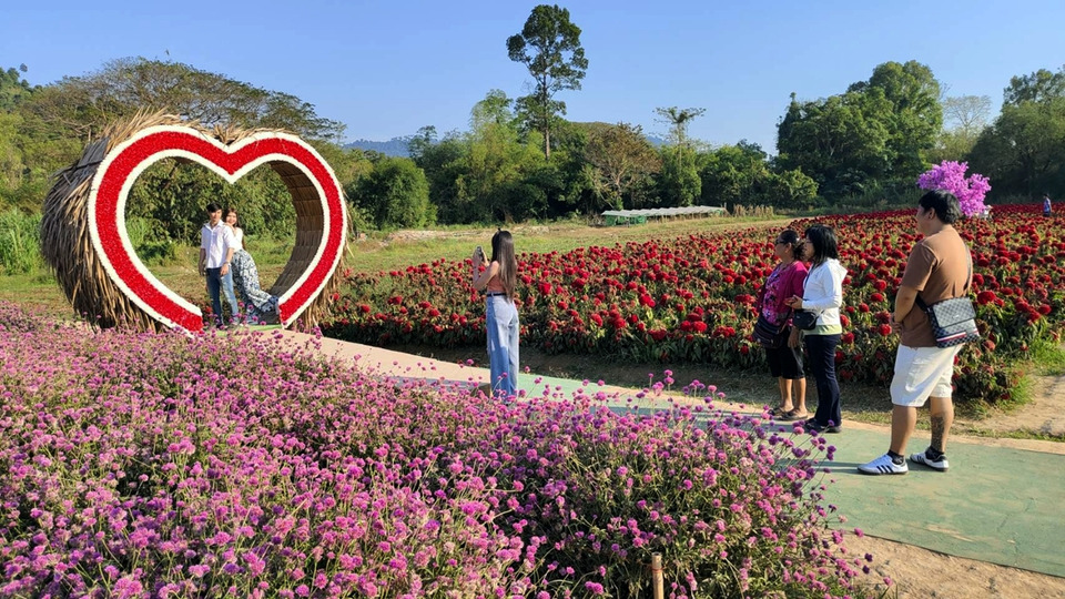 นทท.นับพันแห่ชมทุ่งดอกไม้ “ไร่กลิ่นเกสร” แลนด์มาร์คใหม่นครนายก ไฮซีซั่นคึกคัก 