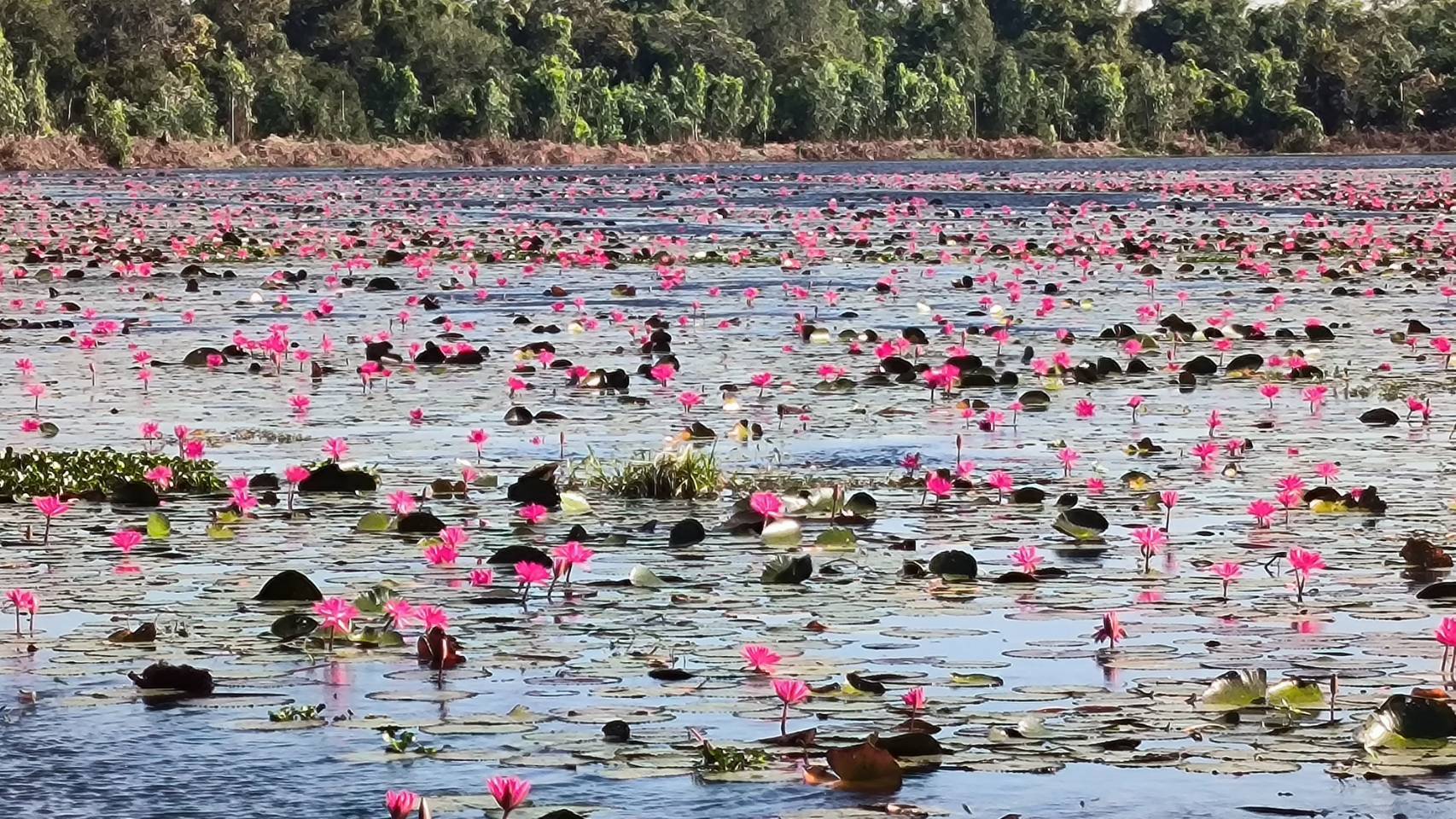 ดอกบัวแดงที่หนองบัวเขียวรูปพระจันทร์ครึ่งเสี้ยวออกดอกบานสะพรั่งสวยงามแต่ขาดการพัฒนาในจังหวัดยโสธร