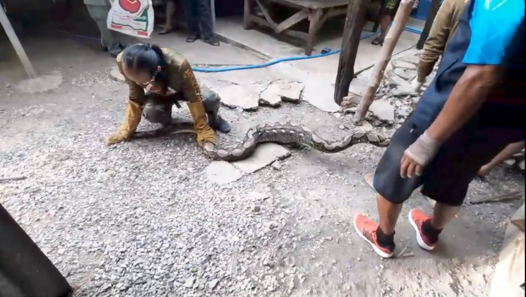 กู้ภัยสระบุรี จับงูเหลือมขนาดใหญ่ยาวกว่า 5 เมตร เขมือบเป็ดไล่ทุ่ง 2 ตัว