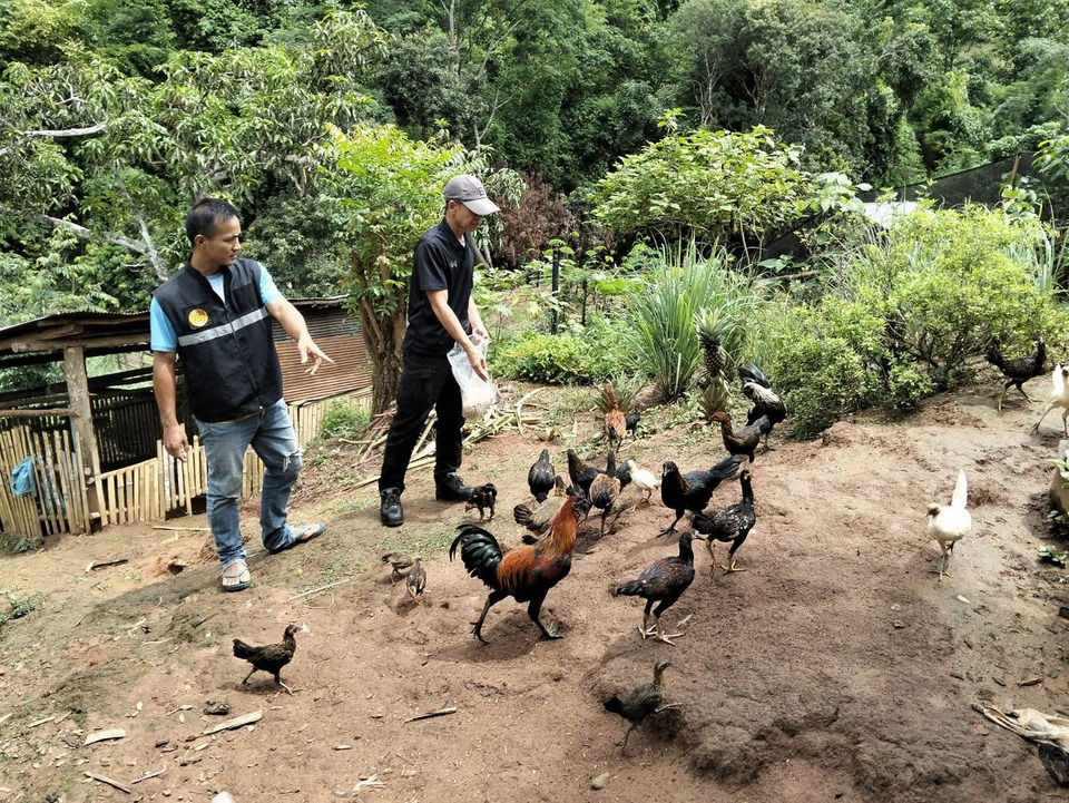 ปศุสัตว์แม่ฮ่องสอนลุยติดตาม “ไก่ดำบ้านห้วยซลอบ” หนุนลดต้นทุน–กันโรคสัตว์ปีก