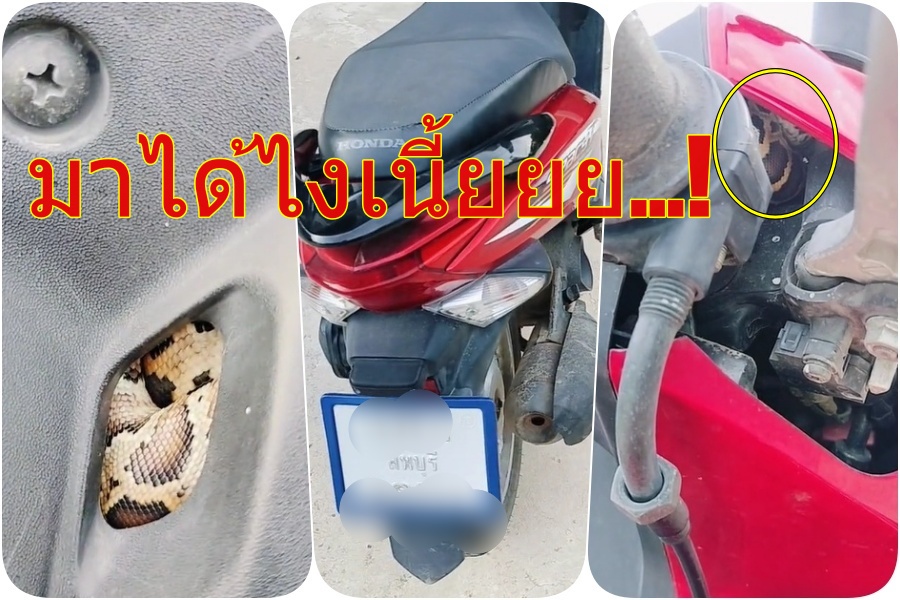 ไปด้วยจ้า! "น้องงูเหลือม" แอบซ่อนตัวในมอเตอร์ไซค์ ชาวเน็ตแห่ส่องทะเบียน