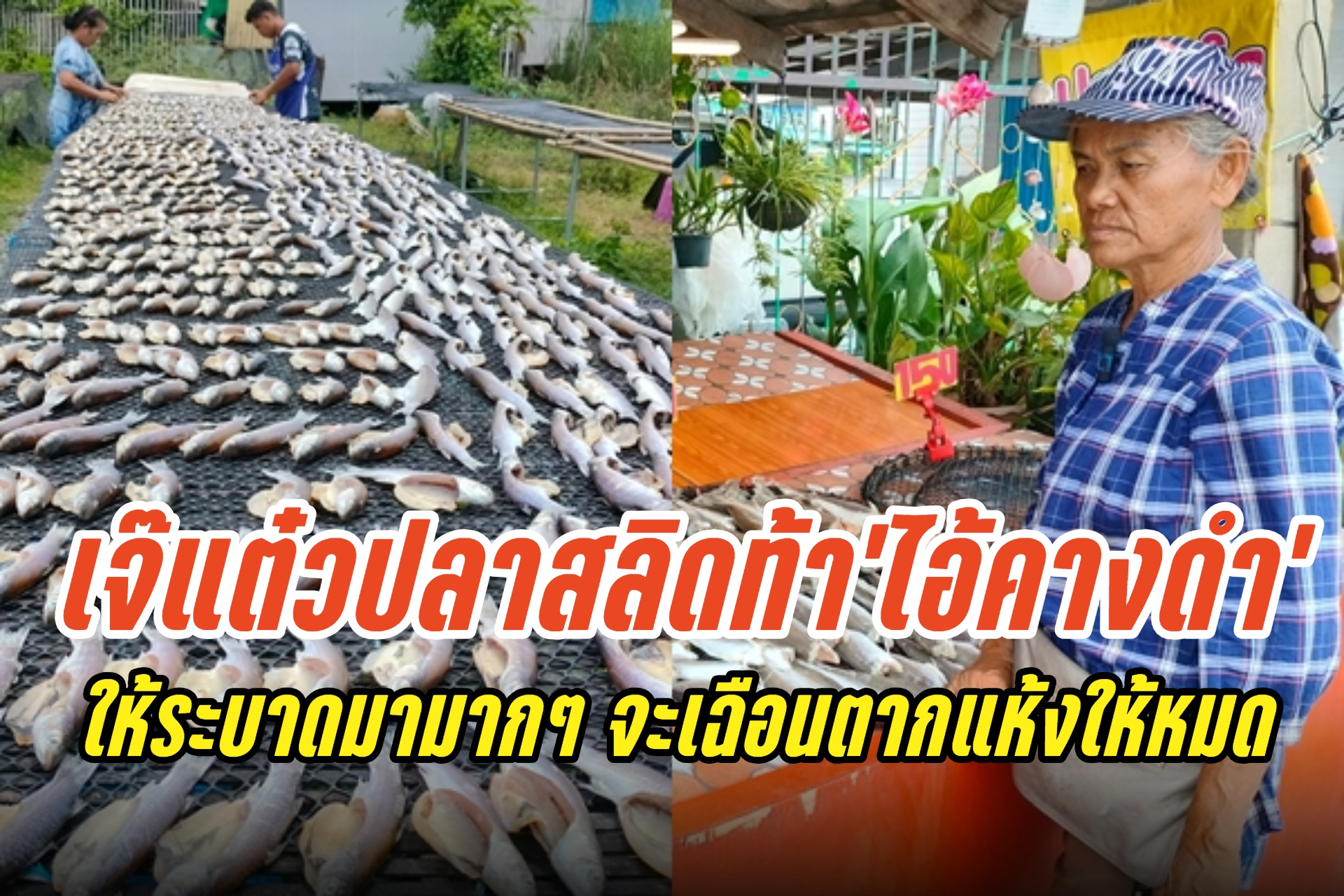 "เจ๊แต๋วปลาสลิด" ท้า "ไอ้คางดำ" บอกให้ระบาดมามากๆ จะเฉือนตากแห้งให้หมด