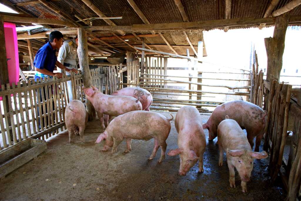 ชูระบบ GFM ยกระดับเลี้ยงหมูเกษตรกรรายย่อย หนุนมาตรการฟื้นฟูจากผลกระทบโรค ASF