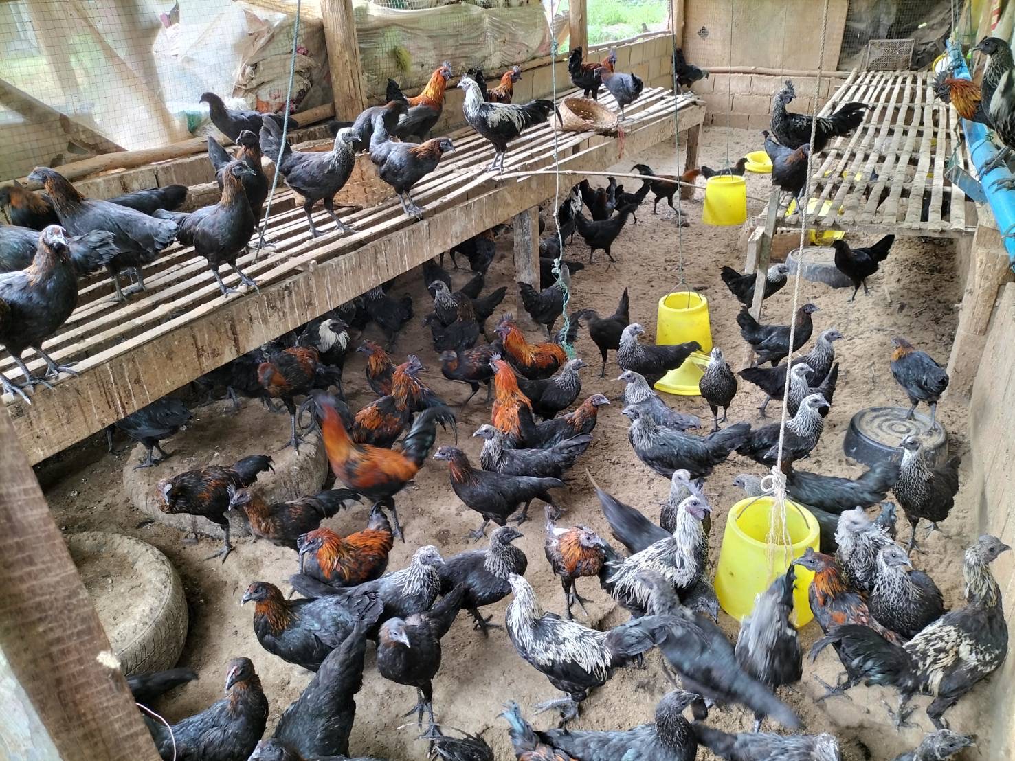 ปศุสัตว์แม่ฮ่องสอน ติดตามการดำเนินการส่งเสริมการเลี้ยงไก่พื้นเมือง สร้างความมั่นคงทางด้านอาหาร