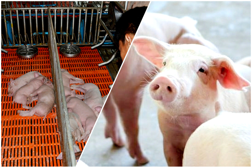 คนเลี้ยงหมูทุกข์หนัก! ซื้อน้ำ-ต้นทุนเพิ่ม เสี่ยงโรคฤดูร้อน วัตถุดิบอาหารสัตว์พุ่งซ้ำเติม