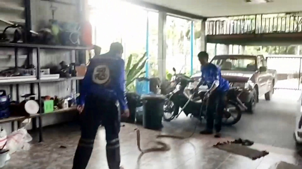 จงอางบุกเข้าบ้านที่เทพา! ชาวบ้านเชื่อมาให้โชค แห่ส่องเลขเด็ดป้ายรถเก๋ง