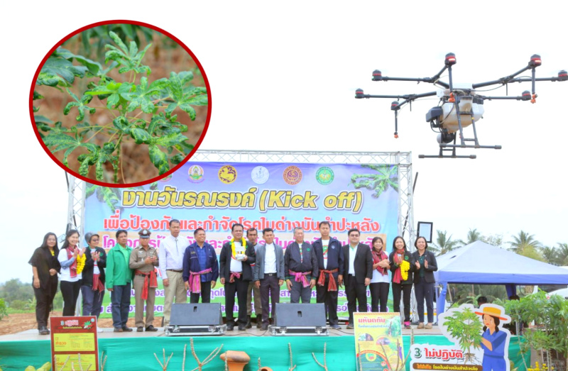 ตัดวงจรโรคใบด่างมันสำปะหลัง!! คุมเข้มเกษตรกร ห้ามใช้ท่อนพันธุ์ไม่รู้แหล่งปลูก