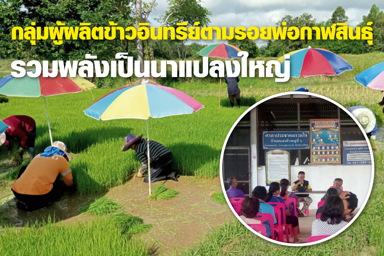 กลุ่มผู้ผลิตข้าวอินทรีย์ตามรอยพ่อกาฬสินธุ์ รวมพลังเป็นนาแปลงใหญ่
