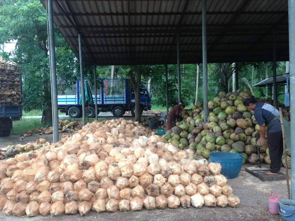 แกนนำชาวสวนประจวบฯ ยื่นคำขาดงดนำเข้ามะพร้าวนอก ทุบราคาผลผลิตในประเทศ