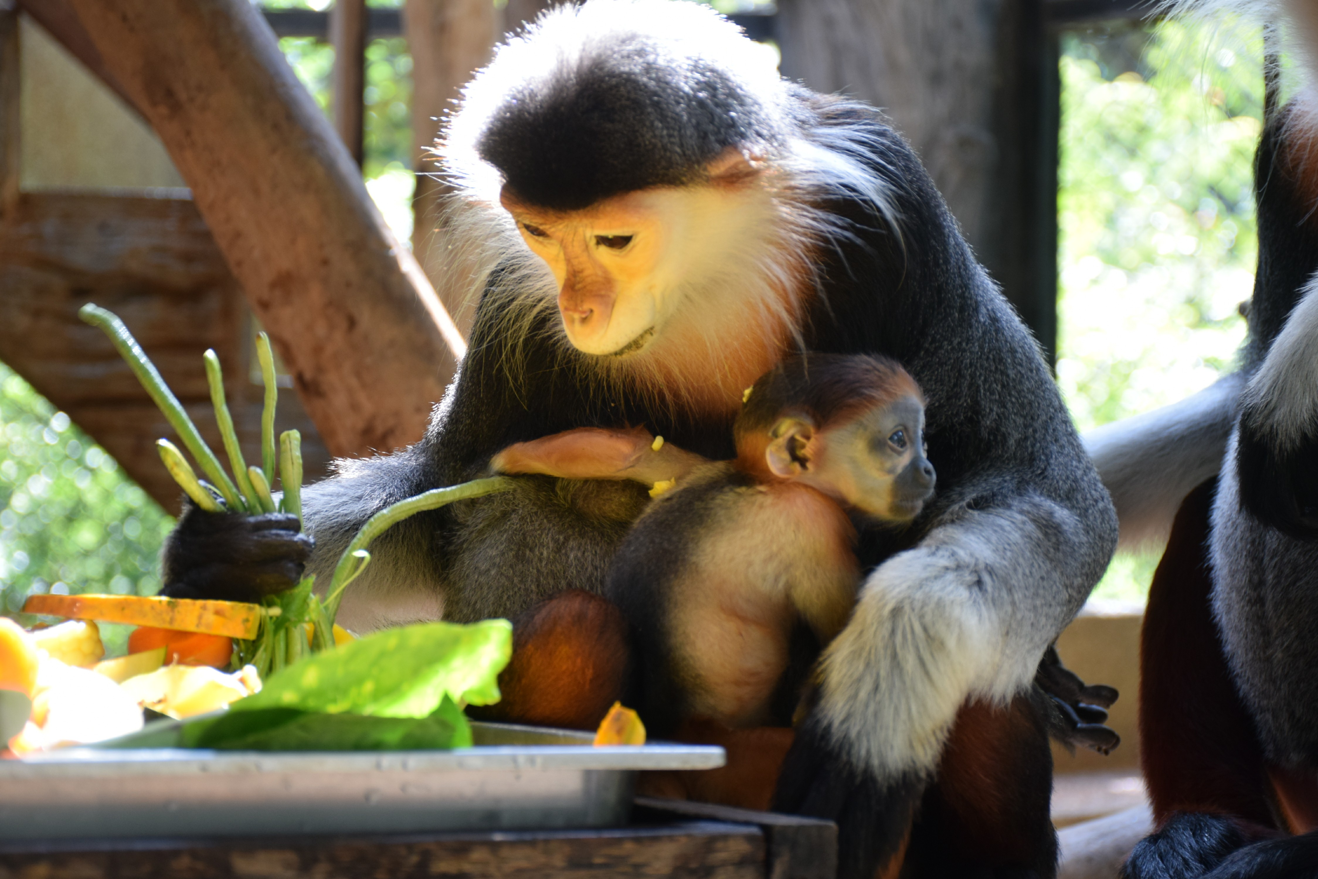 สุดน่ารัก! สวนสัตว์โคราชเปิดตัวสมาชิกใหม่ "ลูกค่างห้าสี" ต้อนรับปลายฝนต้นหนาว