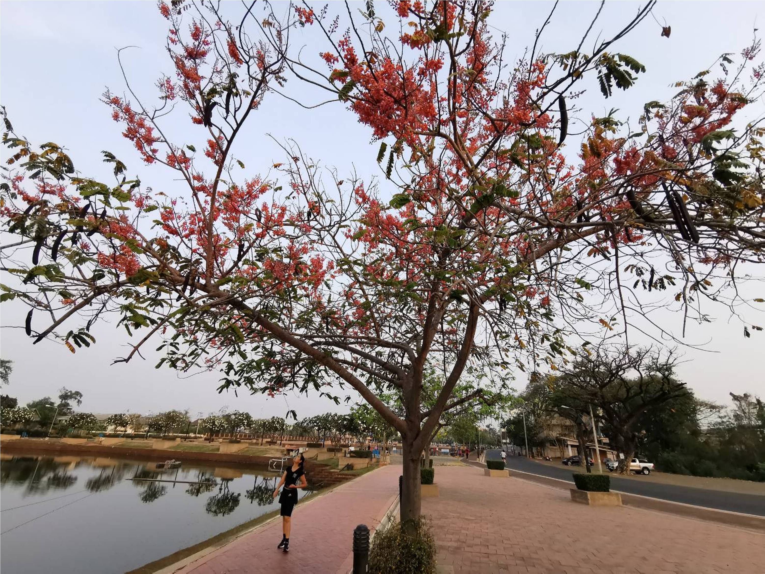 “กัลปพฤกษ์” ซากุระเมืองไทย ออกดอกรับลมร้อนรอบคลองละลมโบราณ 