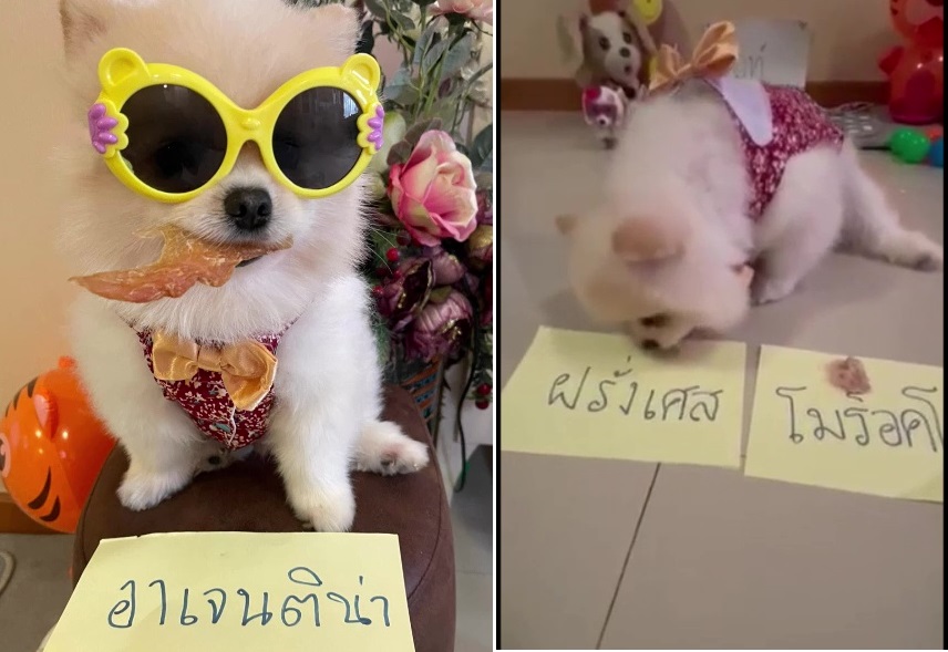 มาแล้ว 'เจ้าไวท์' ทายบอลโลกทีมร่วง-ทีมรุ่งแถมเลือกเลขเด็ดงวดนี้ให้ด้วย