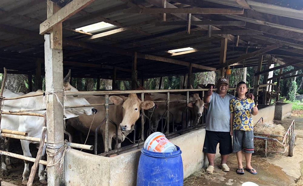 สหกรณ์ฯท่าแพ เดินหน้านโยบาย "ร่วมใจแก้จน" หนุนสมาชิกปลูก "สละ-เกษตรวิถีใหม่" เพิ่มรายได้เสริมช่วงเว้นว่างกรีดยาง