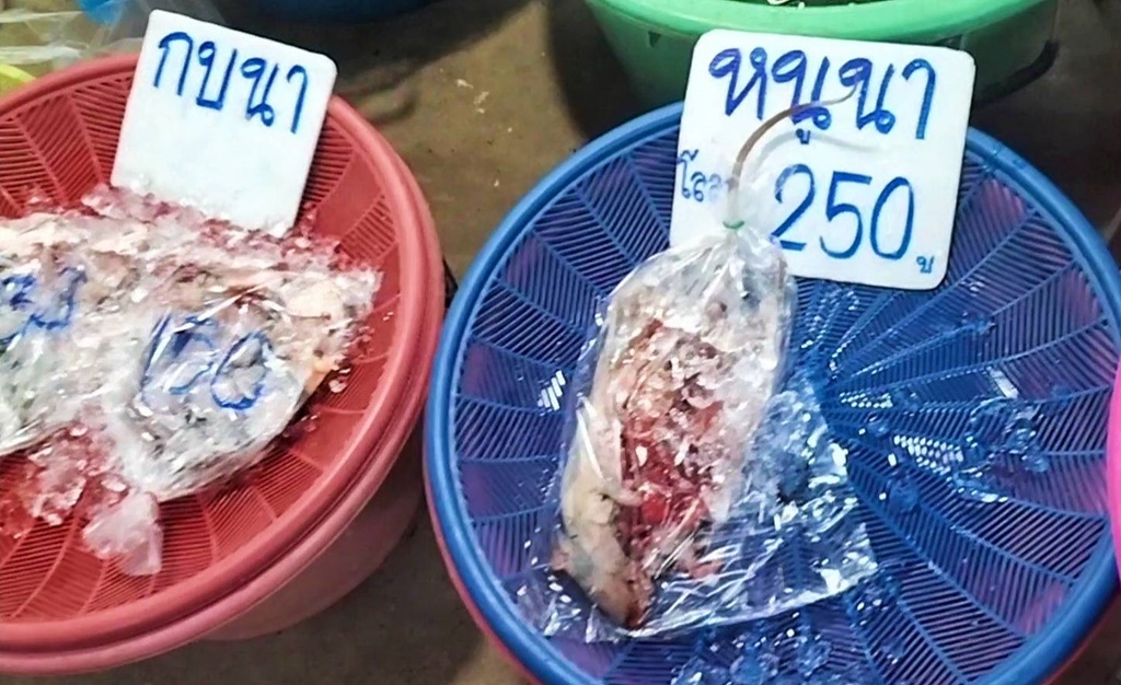 ชาวชัยภูมิออกหาหนูนาหลังเกี่ยวข้าวขายราคาดี แต่ปีนี้มีจำนวนน้อย 