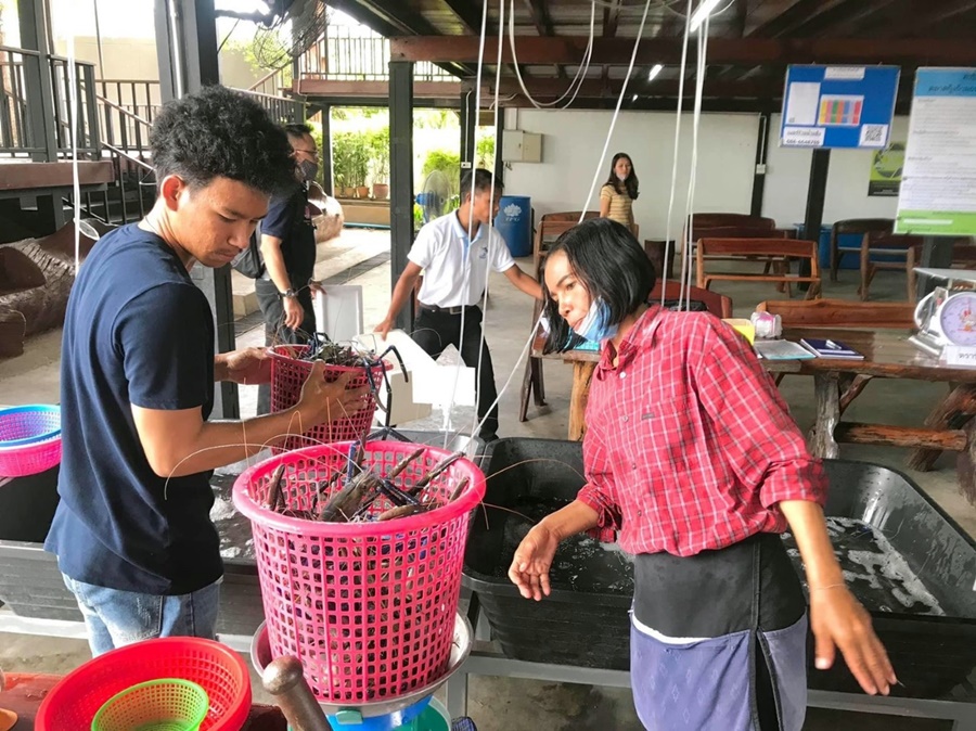 ประมงสุพรรณฯ โชว์โมเดลความสำเร็จระบายผลผลิตสัตว์น้ำ สร้างต้นแบบ “ตลาดกุ้งก้ามกราม” ประจำจังหวัด