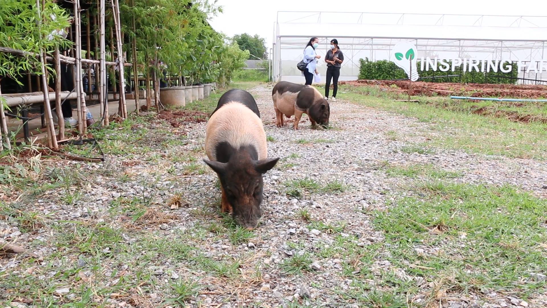  ขอนแก่น เปิดตัว "หมูหัน- หมูหยอง" คู่หูหมูแคระแห่ง “อินสไปริ่ง ฟาร์ม” พร้อมรับนักท่องเที่ยวเข้ามาชมความน่ารักและป้อนนม พร้อมร่วมกิจกรรมเชิงเกษตรครบวงจร สะอาด ปลอดภัย ไร้เชื้อโรค