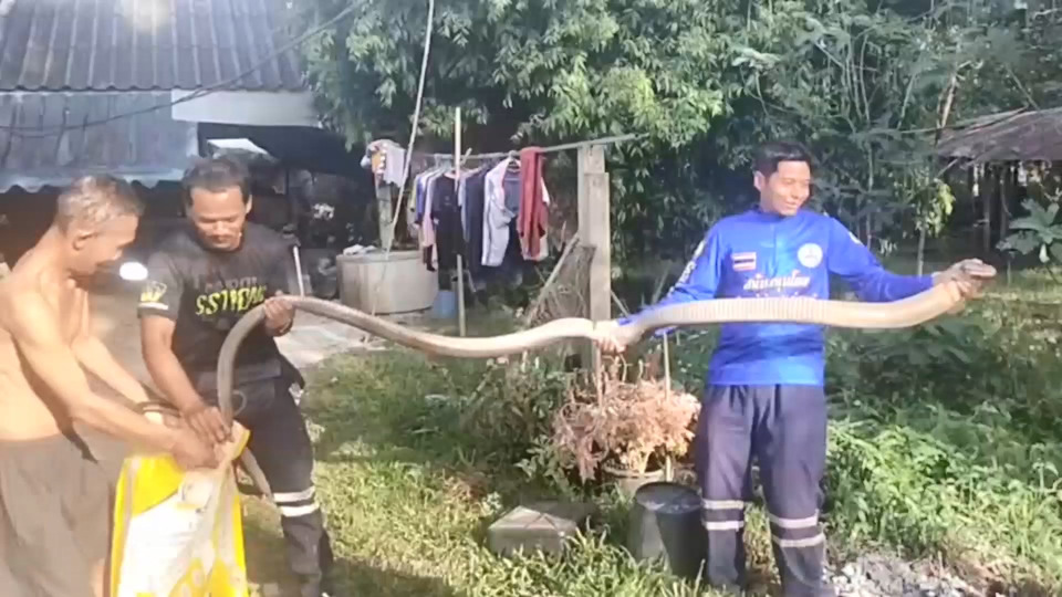 ชาวบ้านผวา! "จงอางยักษ์" ยาวเกือบ 4 เมตร หนีสุนัขซุกใต้ต้นเงาะ ทีมอสรพิษบุกจับระทึก