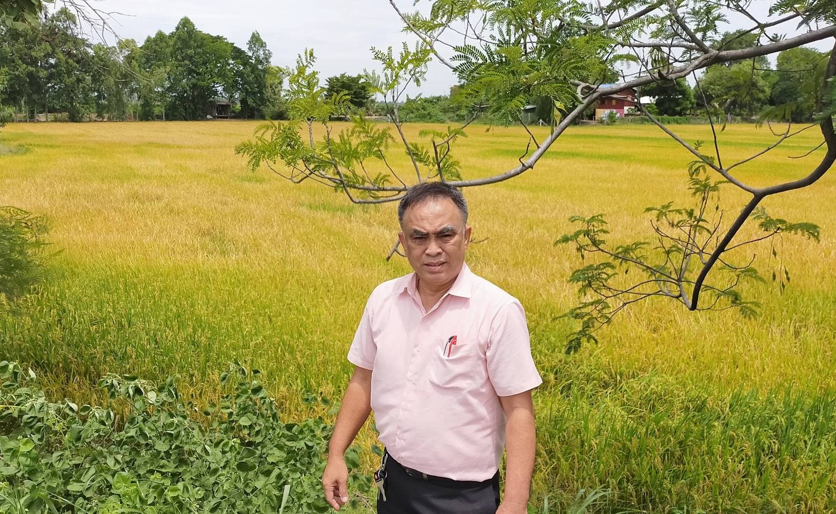 เกษตรอำเภอท่าวุ้ง จ.ลพบุรี ลงพื้นที่สำรวจสถานการณ์น้ำ  ต่อการทำนาข้าวของเกษตรกรรอบที่ 1  