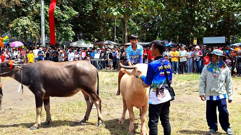 บ้านปลวกแดง จัดประเพณีวิ่งควายคึกคัก เนื่องในวันออกพรรษา ส่งเสริมวัฒนธรรม–ท่องเที่ยวชุมชน