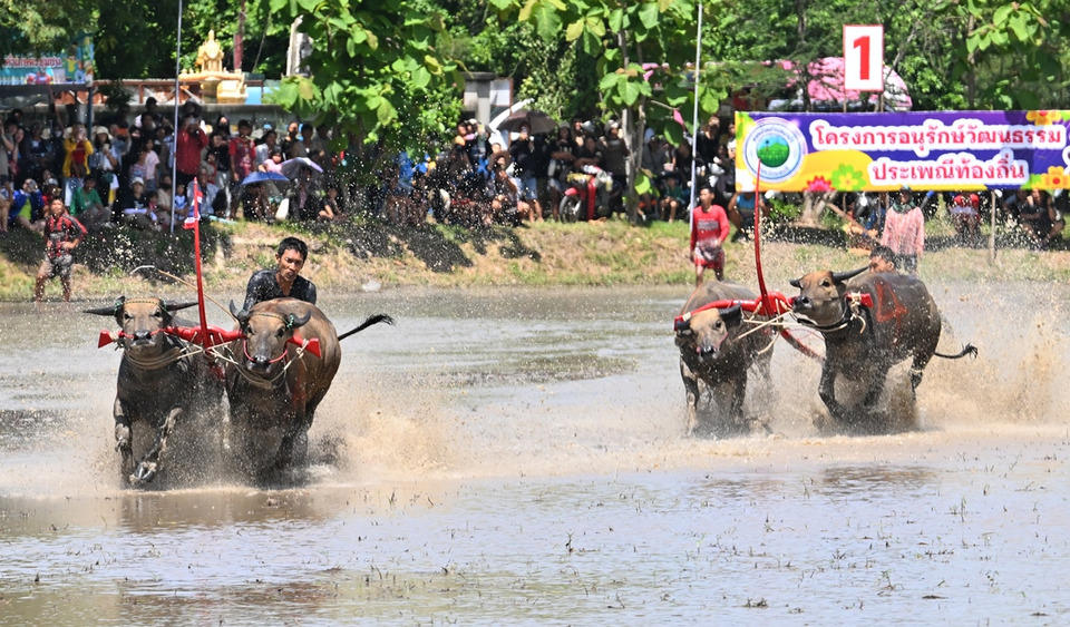 สีสันชลบุรี! ทต.นาป่า จัดงานประเพณีการแข่งขันคราดนา–ควายดี ปี 2569 