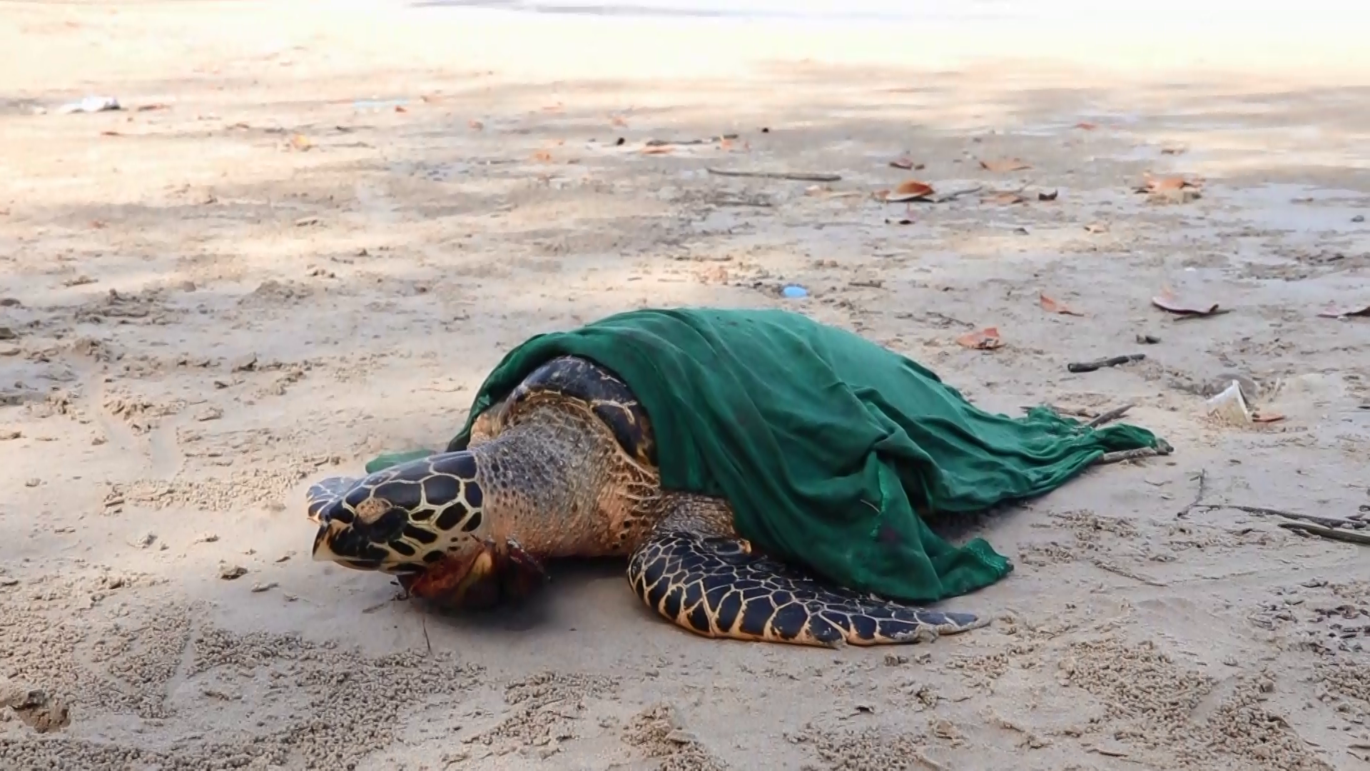  พบเต่ากระ ลอยเกยหาดหายใจรวยริน โร่แจ้งหน่วยงานที่เกี่ยวข้องมาช่วยเหลือ 