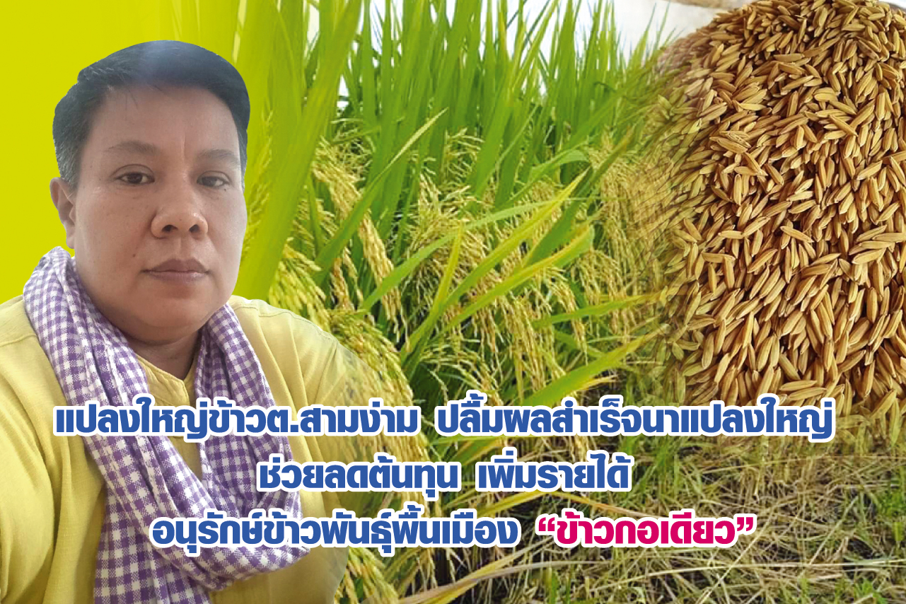 แปลงใหญ่ข้าวหมู่ที่ 12 ต.สามง่าม ปลื้มผลสำเร็จนาแปลงใหญ่ ช่วยลดต้นทุนการผลิต เพิ่มรายได้ เล็งอนุรักษ์ข้าวพันธุ์พื้นเมือง “ขาวกอเดียว” ดันสู่สินค้า GI เมืองพิจิตร  