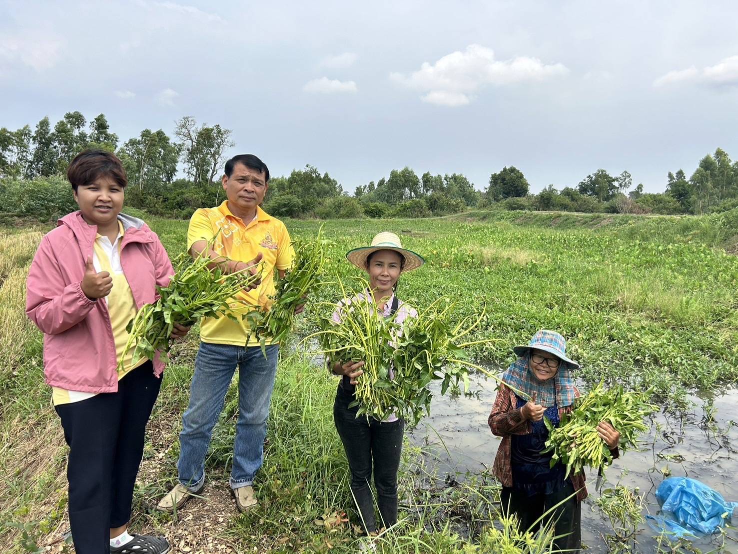 เกษตรอำเภอค้อวังแนะนำเกษตรกรพลิกวิกฤตให้เป็นโอกาสใช้พื้นที่น้ำท่วมปลูกผักบุ้งแก้วและผักก้านจองสร้างรายได้
