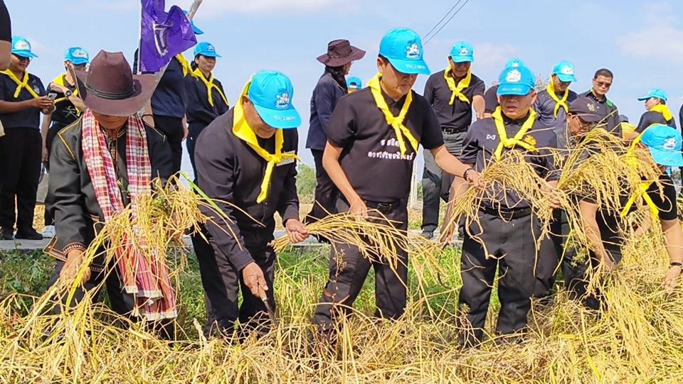 ผู้ว่าฯ ศรีสะเกษ นำเกษตรกร-จิตอาสา เก็บเกี่ยวข้าวแปลงส่วนพระองค์ สมเด็จพระเทพฯ 