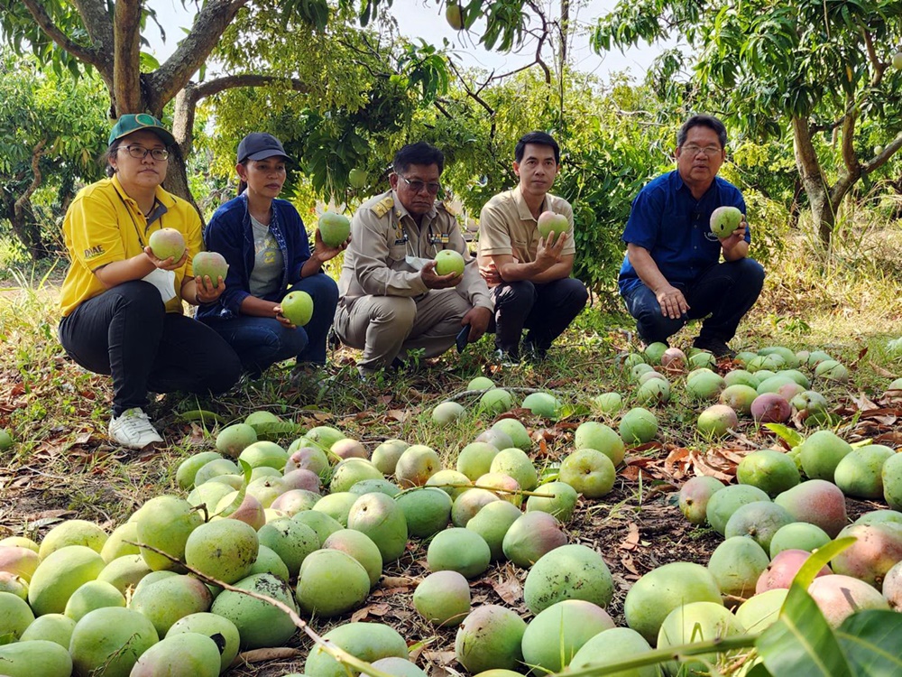 ชาวสวนมะม่วงเมืองชาละวันฝันสลาย เตรียมเก็บส่งออก เจอพายุฝนถล่มเสียหายย่อยยับ 