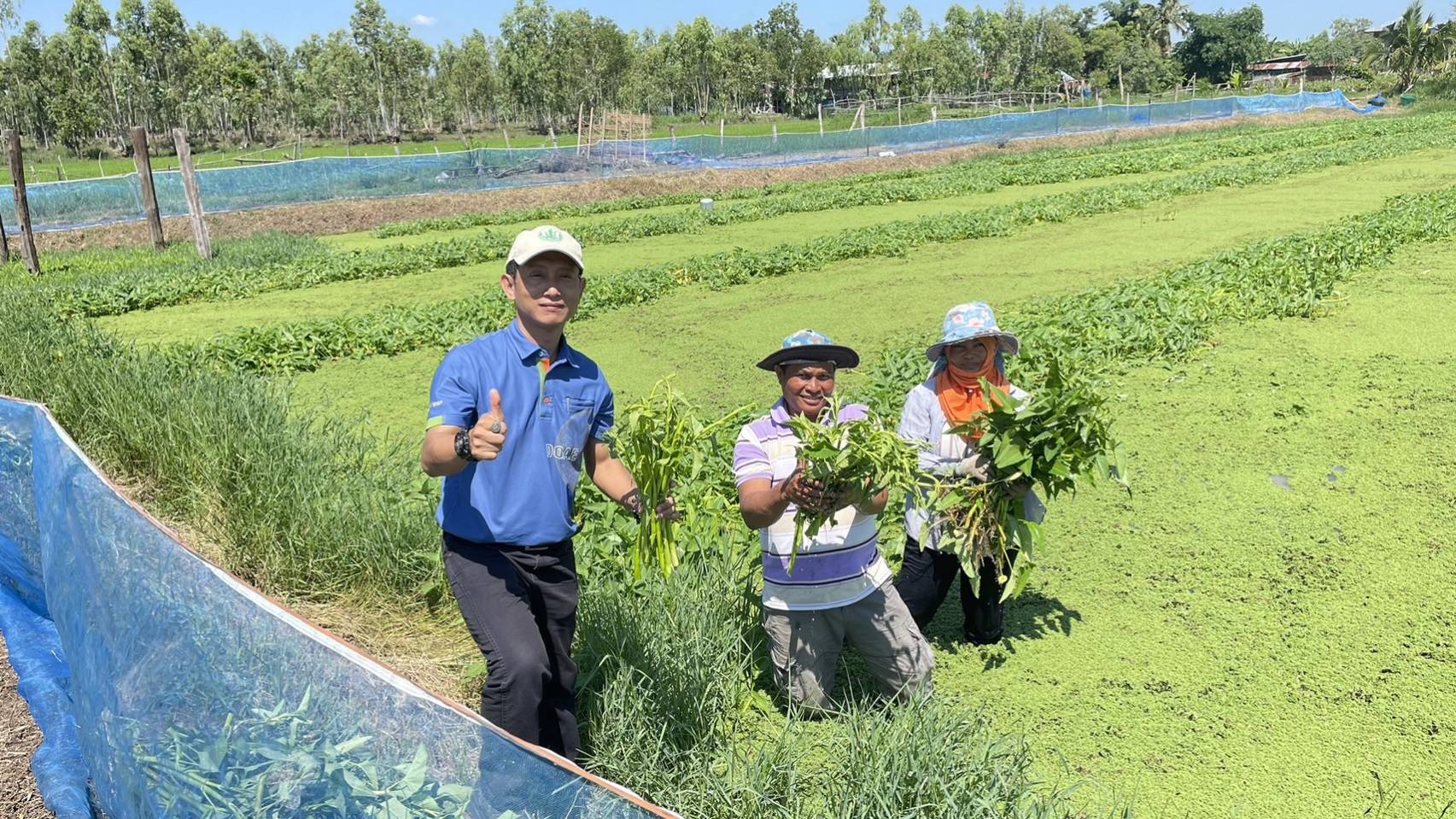 เกษตรอำเภอมหาชนะชัยลงพื้นที่เยี่ยมและให้กำลังใจเกษตรกรปลูกผักบุ้งแก้วขายสร้างรายได้ 