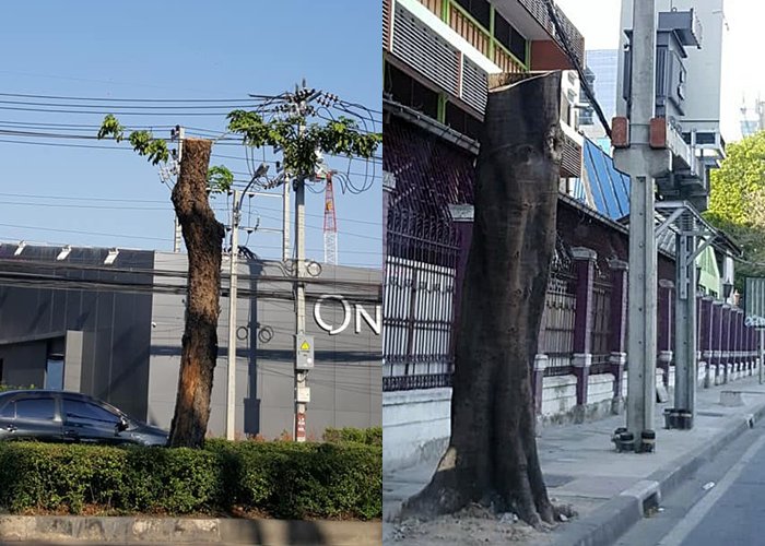 “บิ๊กทรี” โต้เขตกทม. ไม่เคยสอนตัดต้นไม้แบบหัวกุด