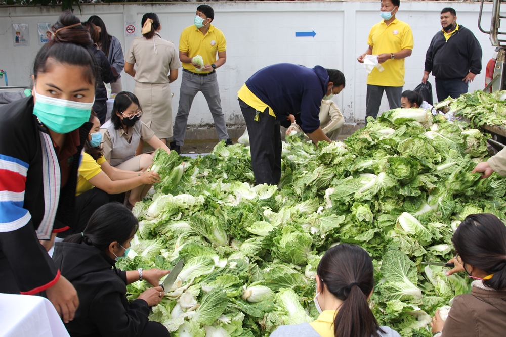 พณ.แม่ฮองสอน รับซื้อผักกาดขาวช่วยเกษตรกร นำแจกชาวบ้านกินฟรี