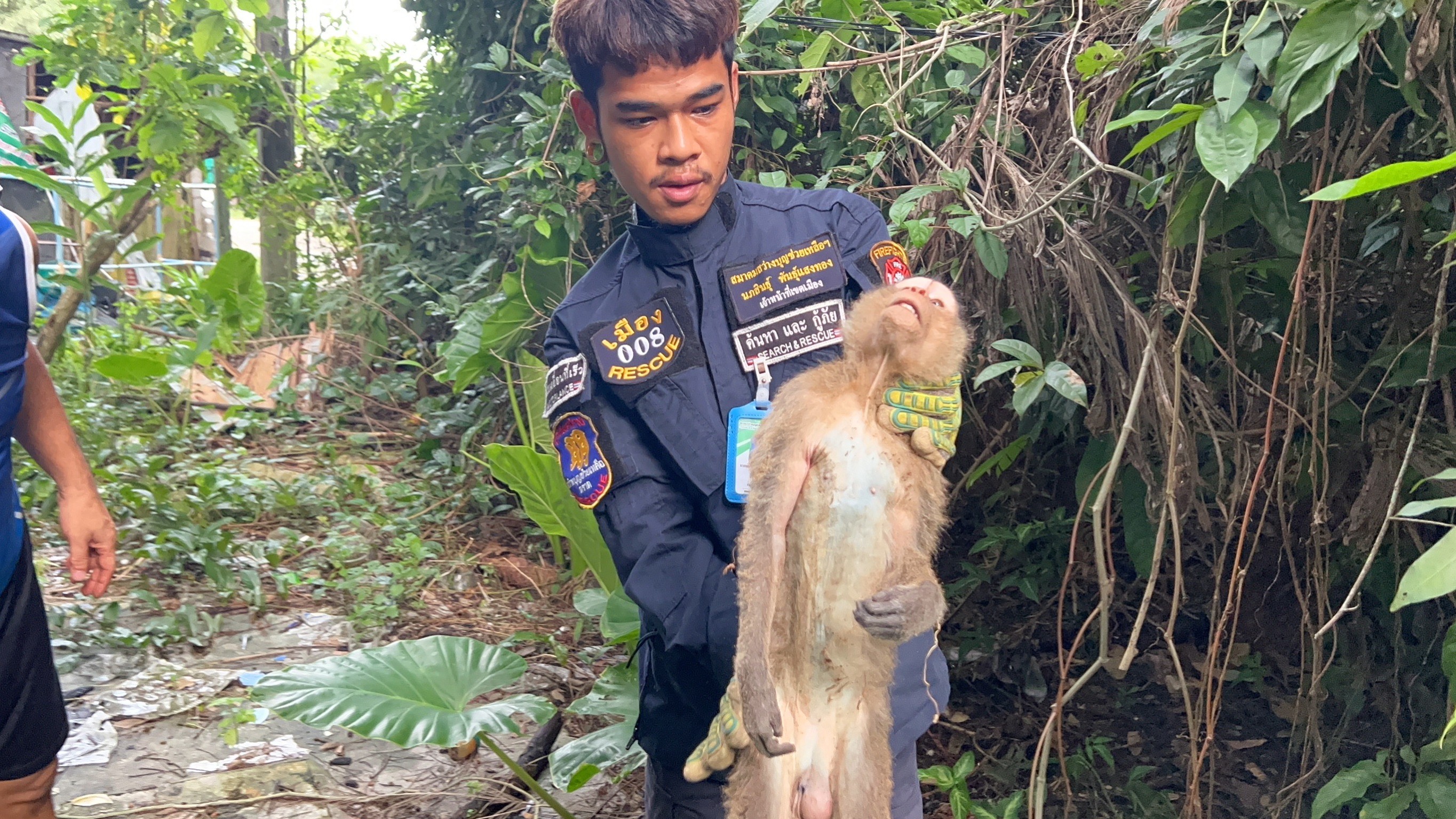ลิงแสมเพศผู้ พลาดท่า ถูกไฟฟ้าซ็อตหลังแฟลตตำรวจ ขนไหม้ โชคดีไม่เสียชีวิต  