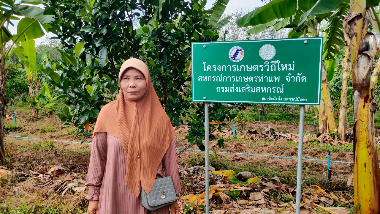 กรีดยาง 30 ปี ชีวิตไม่ดีขึ้น เกษตรกรสตูลใจเด็ด! โค่นยางพาราปลูกพืชผสมผสาน รายได้หลักแสนต่อปี