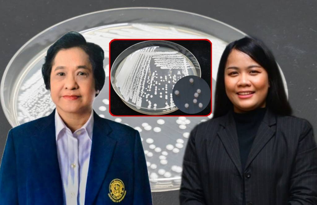 นักวิจัย ม.เกษตรฯ ค้นพบยีสต์ 2 ชนิดใหม่ของโลก จากเห็ดป่าในประเทศไทย