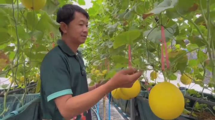  หนุ่มตัดสินใจออกจากงานประจำหันมาปลูกเมล่อนขายรายได้ดี 