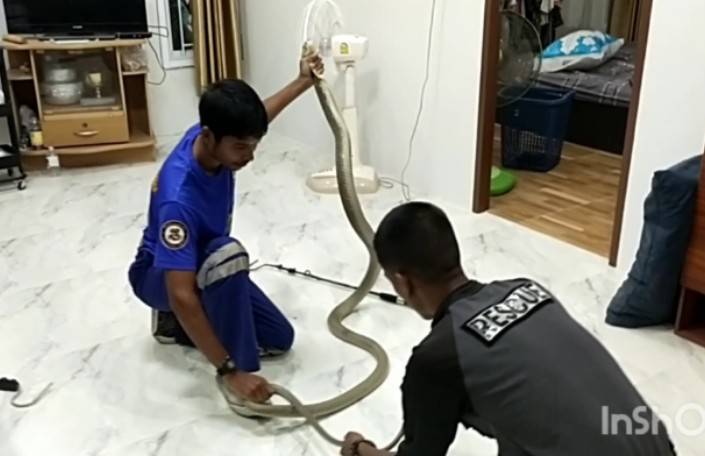 หนุ่มผวาเจองูจงอางในห้องนอนวิ่งแจ้งทีมอสรพิษฯมาจับอย่างด่วน