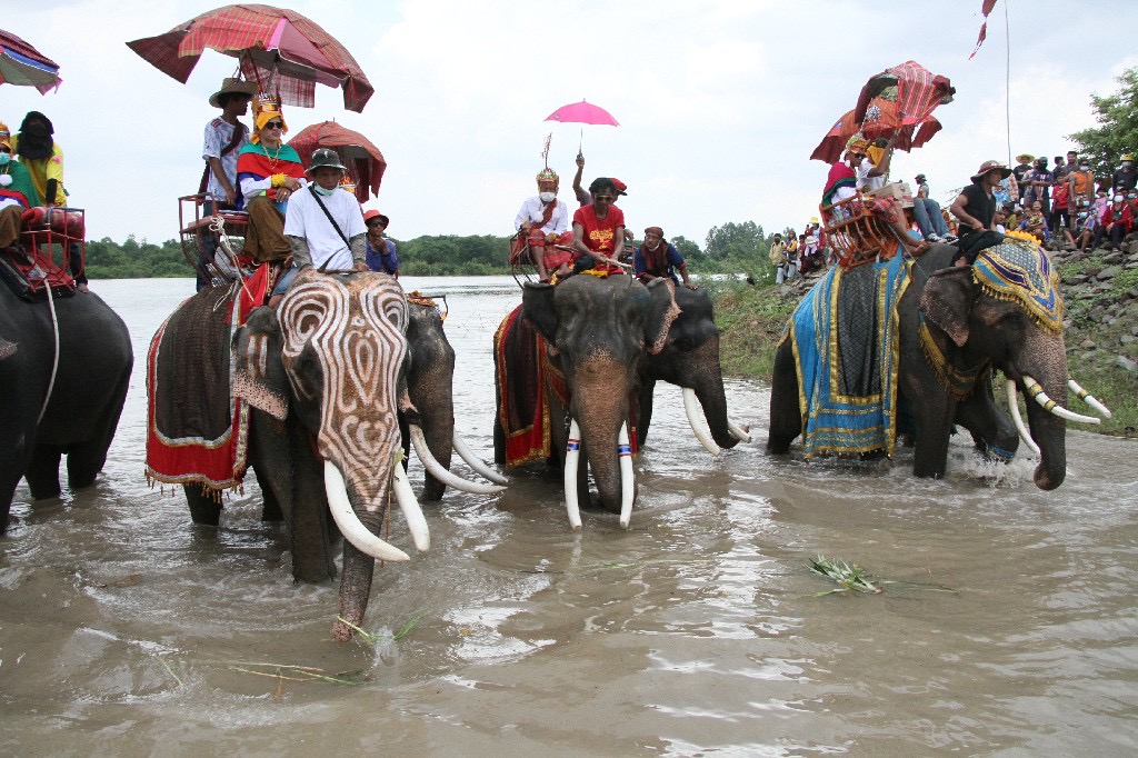 งานบุญประเพณีบวชนาคช้างสุรินทร์ สุดคึกคัก  กว่า 100 เชือกร่วมขบวน หลังไม่ได้จัด 3 ปี จากพิษโควิค