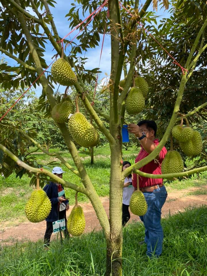 สศก.สกัดทุเรียนอ่อนต่อเนื่อง เข้มมาตรการส่งออก สร้างความเชื่อมั่นทุเรียนไทยปลอดโควิด-19 สู่ตลาดโลก