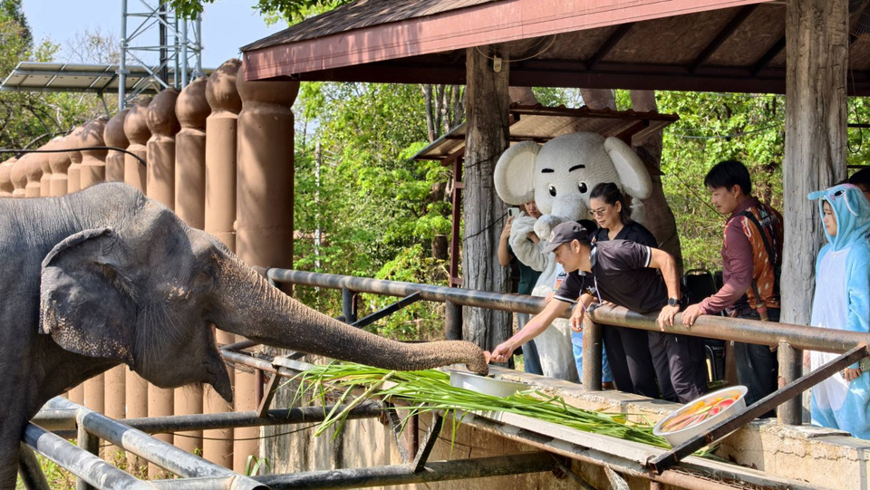"สวนสัตว์ขอนแก่น"จัดกิจกรรมวันช้างไทย มอบอาหารแช่แข็งคลายร้อนให้ "พังจิ๋ม-พังปุ๊ก" ส่งเสริมอนุรักษ์สัตว์สัญลักษณ์ชาติ